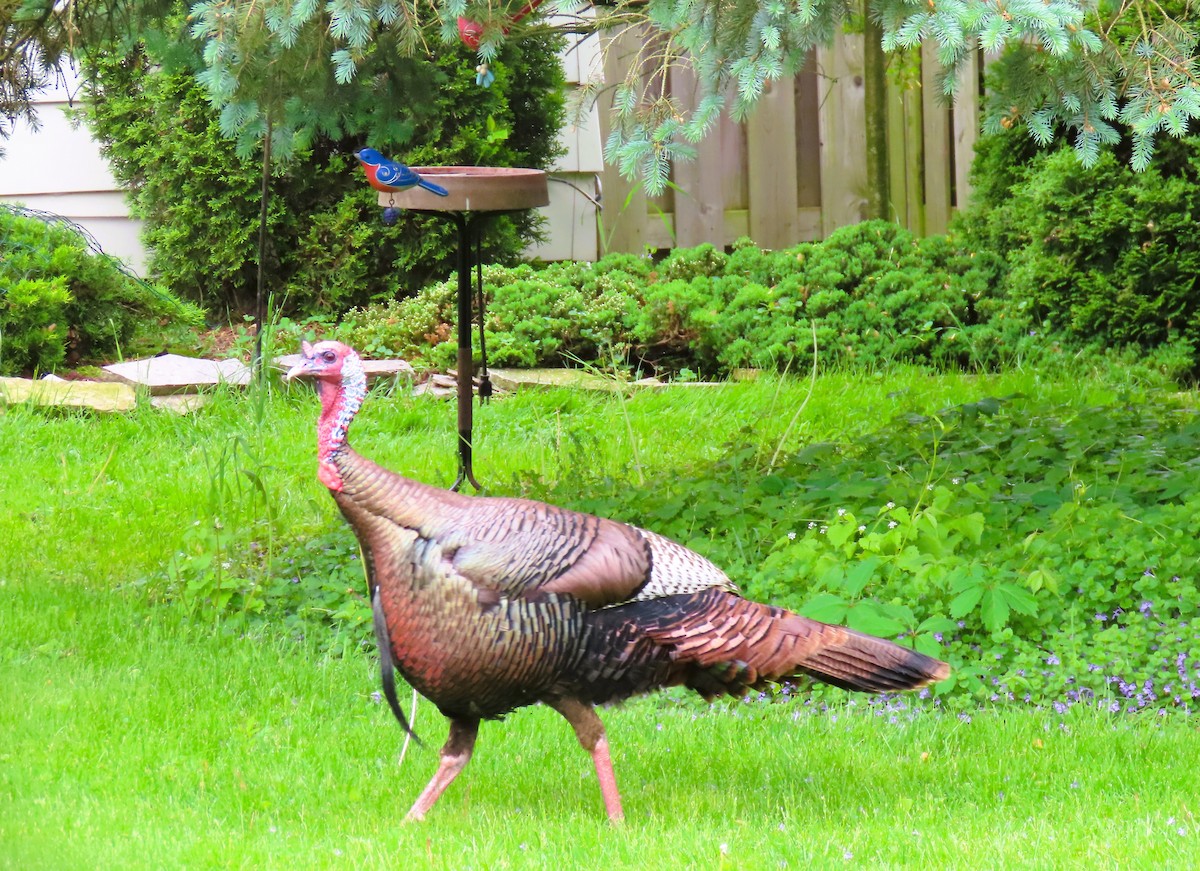 Wild Turkey - ML619653964