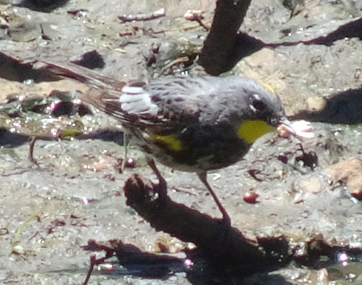 Yellow-rumped Warbler (Audubon's) - ML619654023
