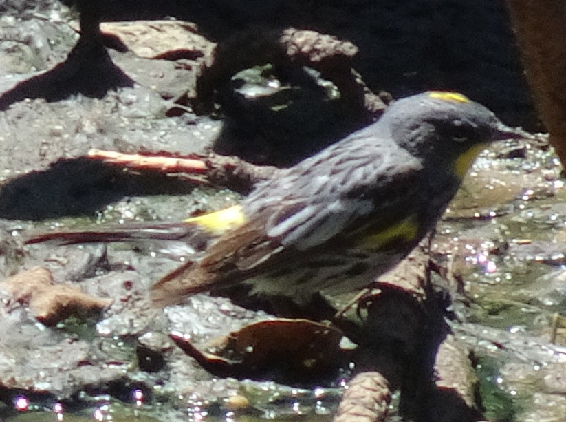 Yellow-rumped Warbler (Audubon's) - ML619654031