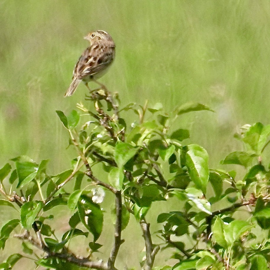 Grasshopper Sparrow - ML619654039