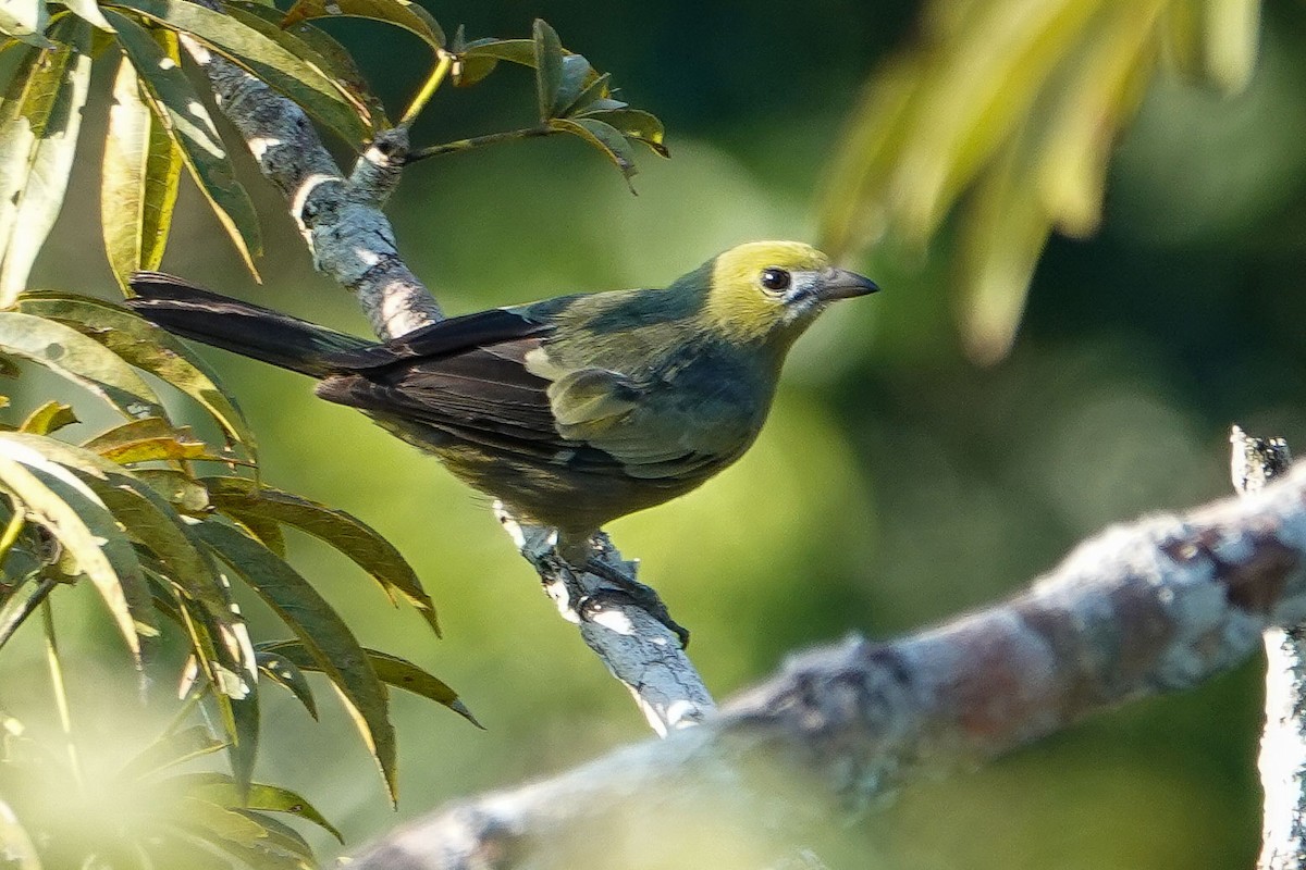Palm Tanager - ML619654120