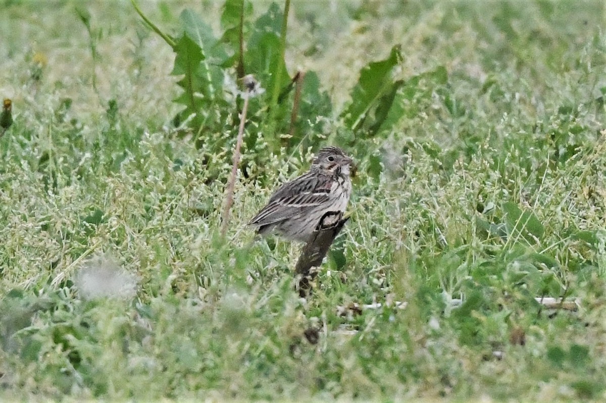 Vesper Sparrow - ML619654137