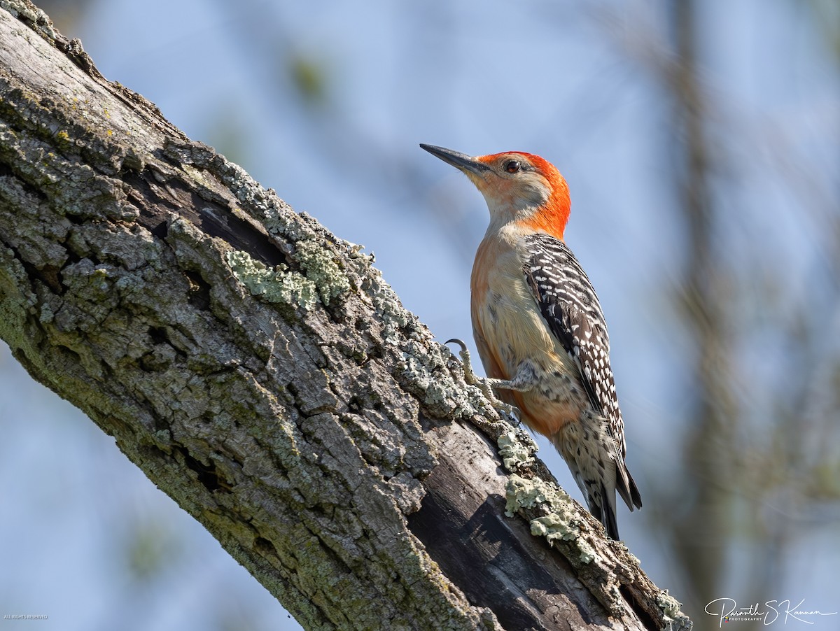 Red-bellied Woodpecker - ML619654140