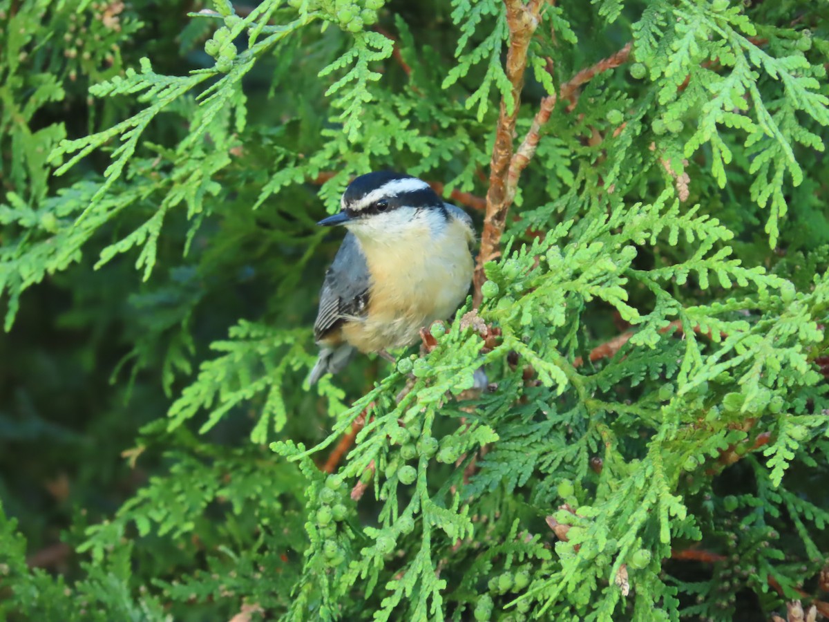 Red-breasted Nuthatch - ML619654147