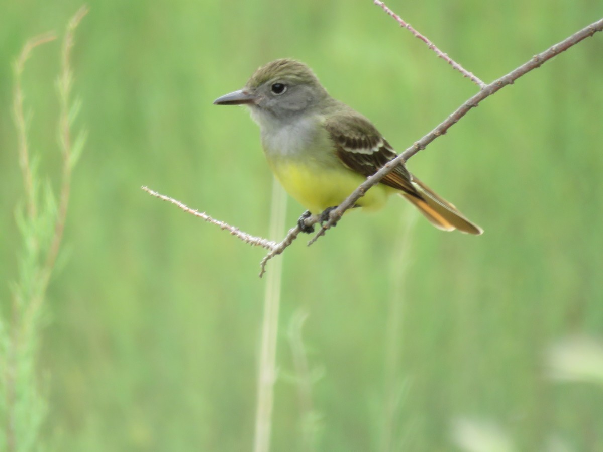 Great Crested Flycatcher - ML619654191