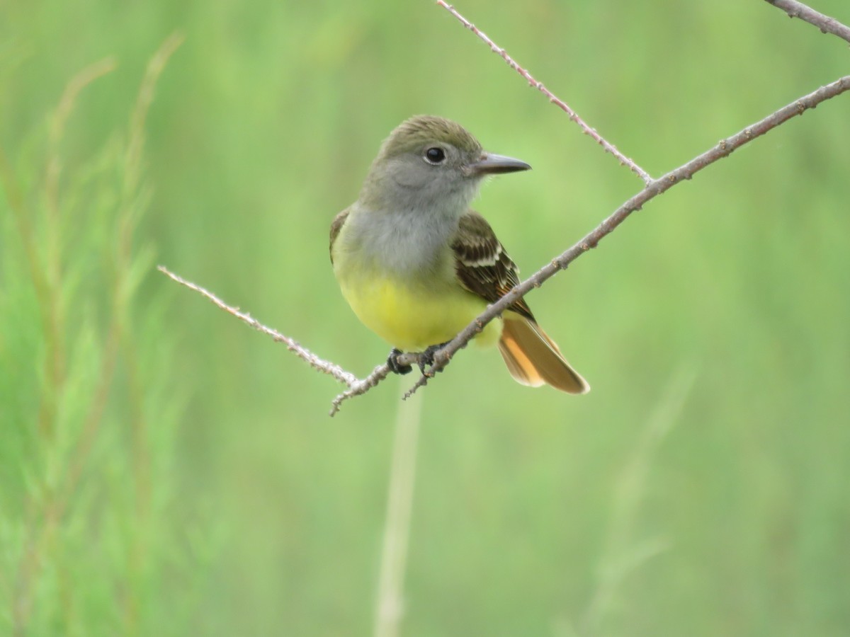 Great Crested Flycatcher - ML619654192