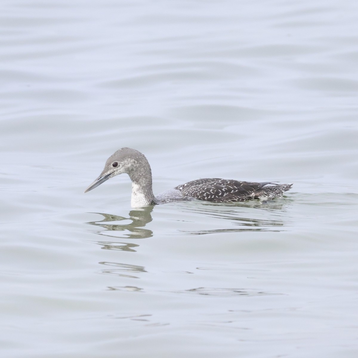 Red-throated Loon - ML619654215