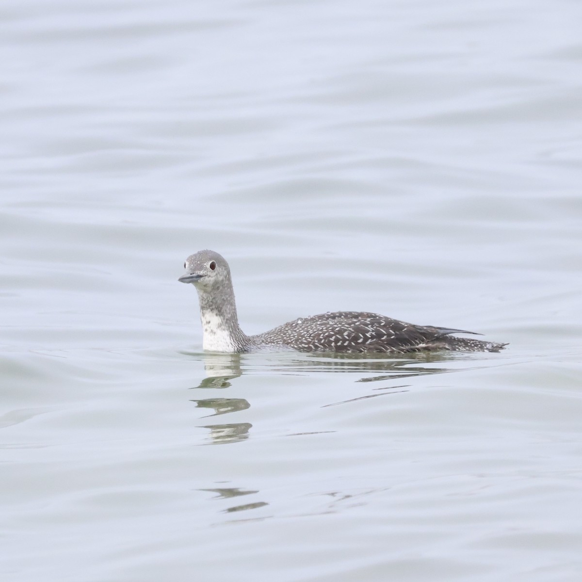 Red-throated Loon - ML619654216
