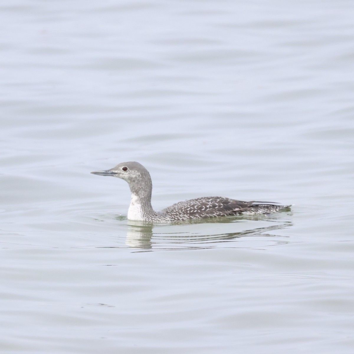 Red-throated Loon - ML619654217