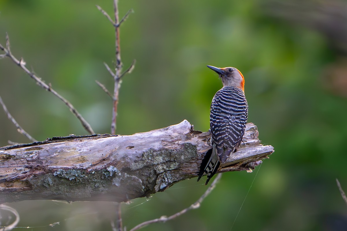 Red-bellied Woodpecker - ML619654257