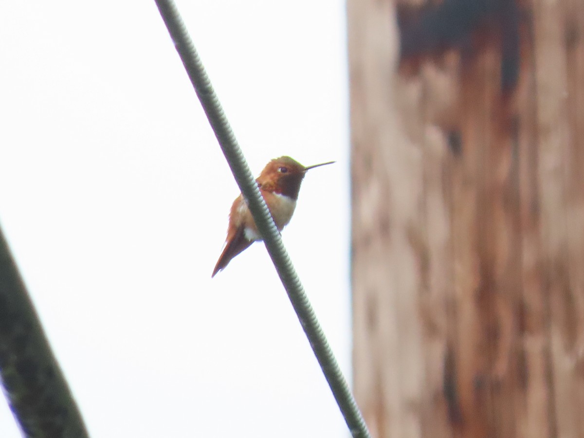 Rufous Hummingbird - ML619654341