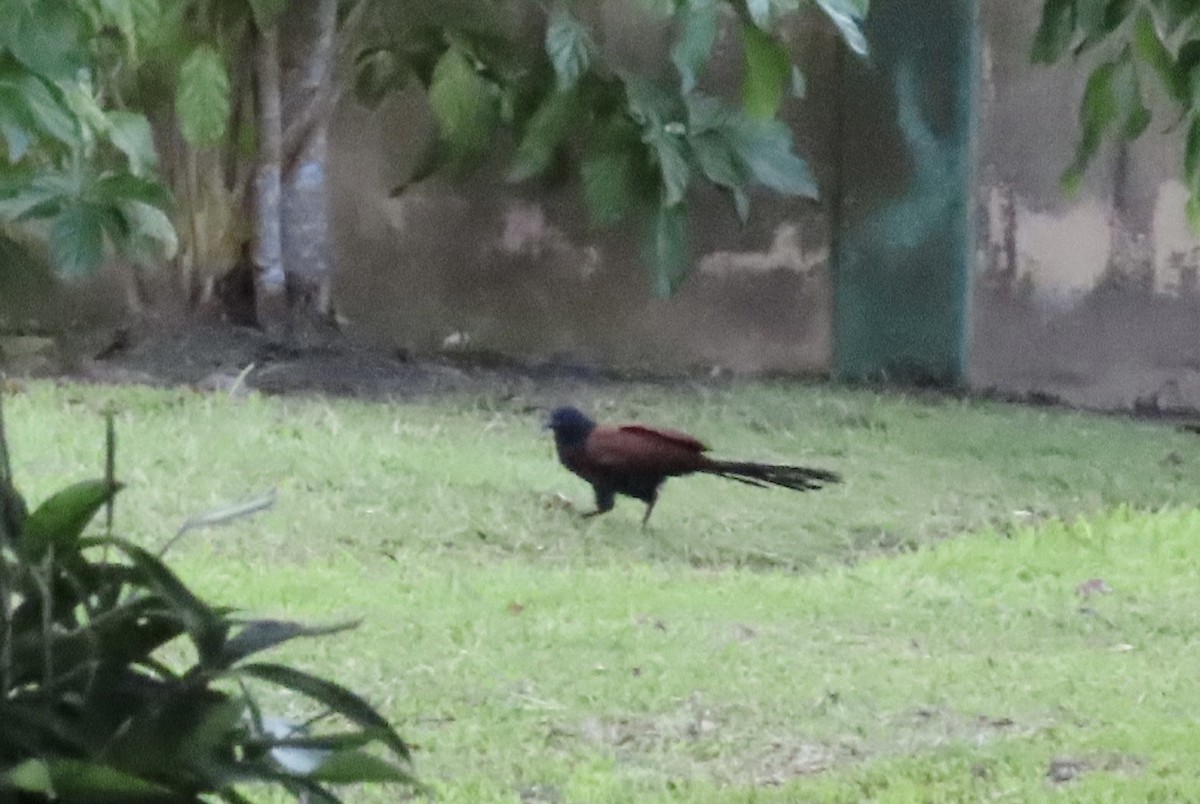 Greater Coucal - ML619654360