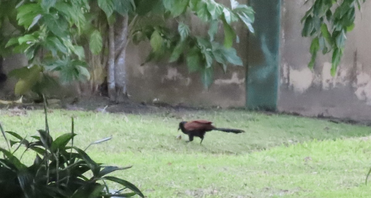 Greater Coucal - ML619654361