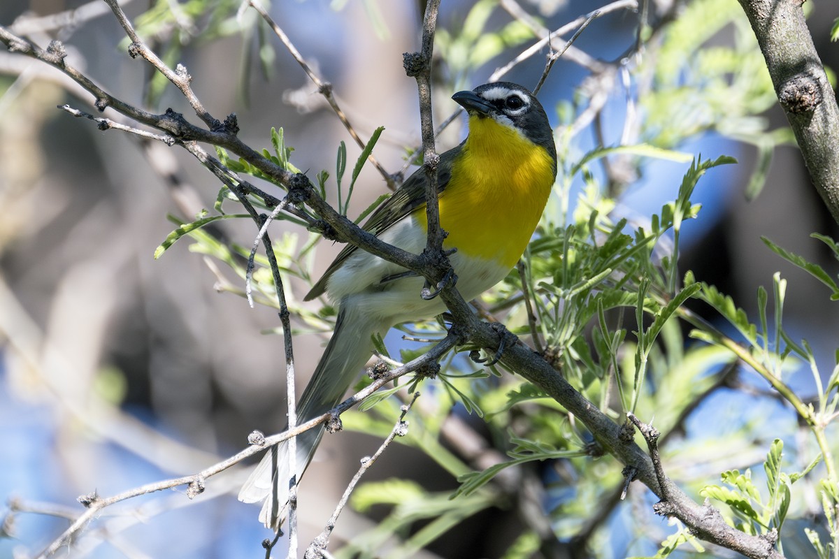 Yellow-breasted Chat - ML619654364