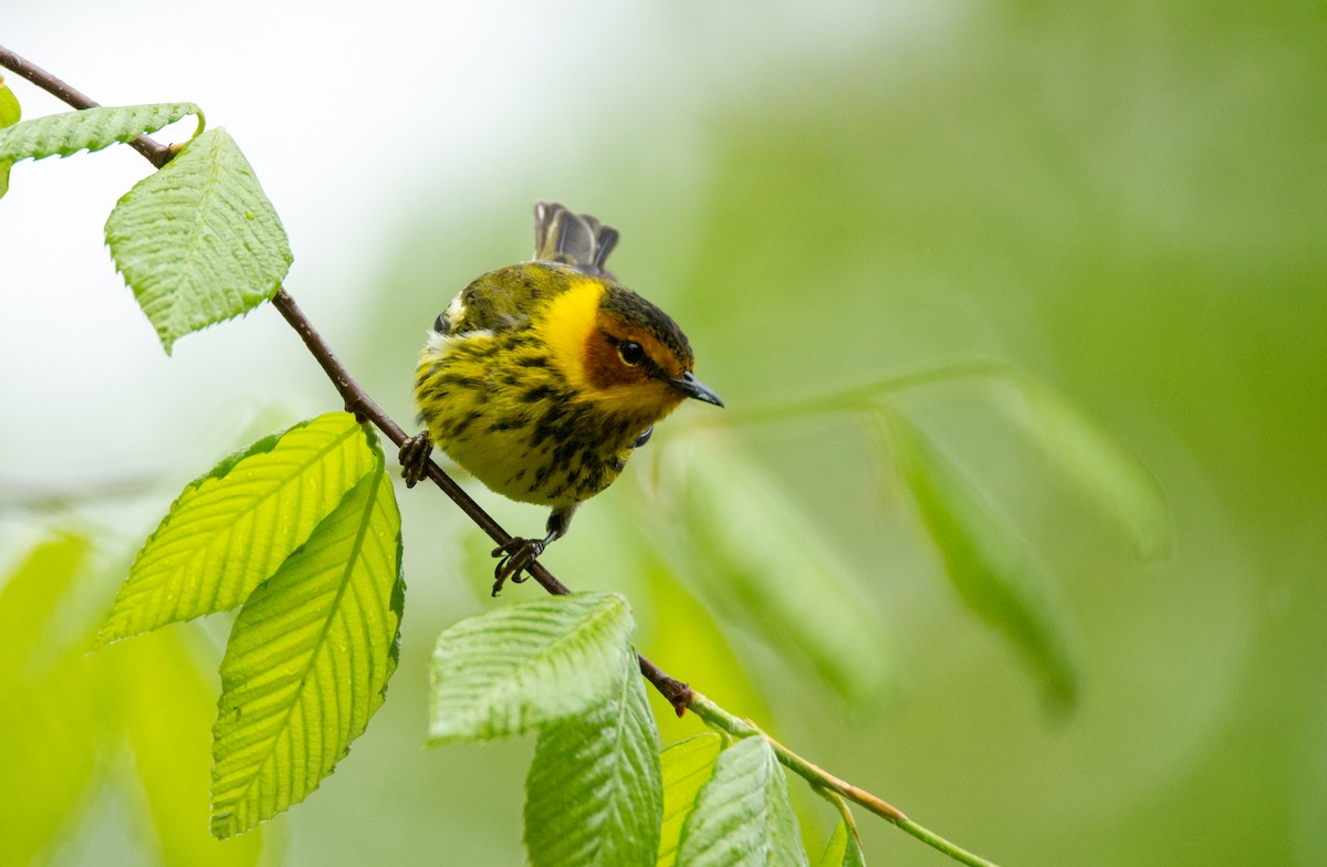Cape May Warbler - ML619654412