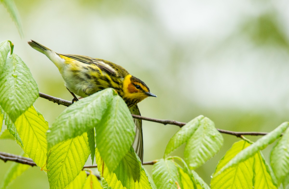 Cape May Warbler - ML619654413