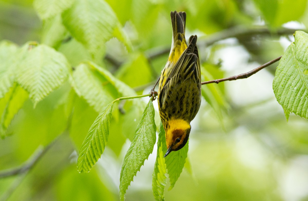 Cape May Warbler - ML619654414
