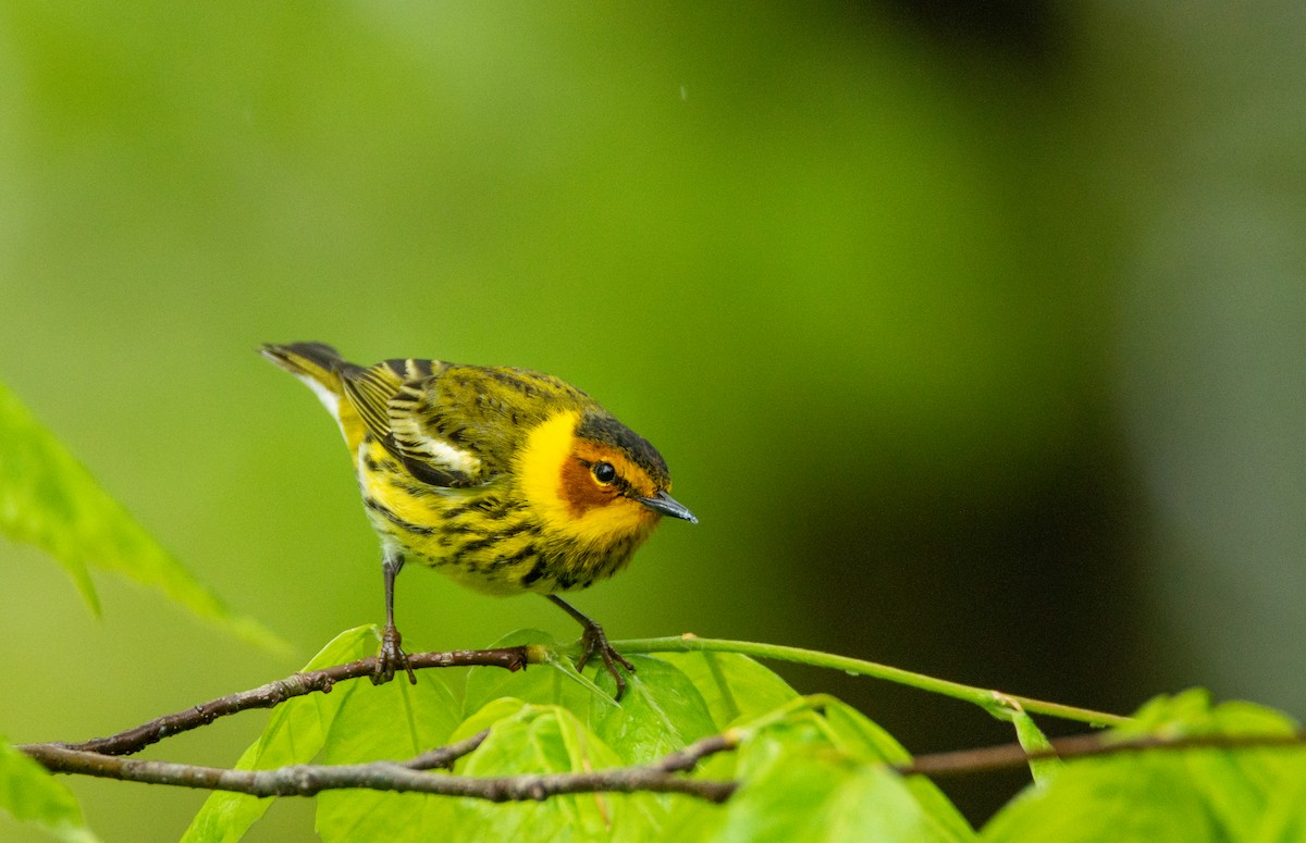 Cape May Warbler - ML619654427