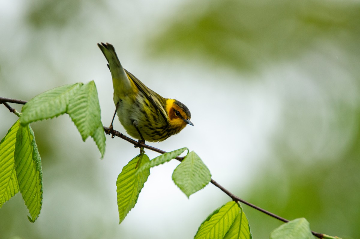 Cape May Warbler - ML619654429