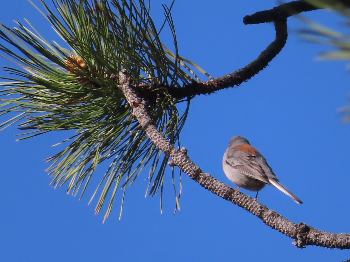 Dark-eyed Junco (Gray-headed) - ML619654486