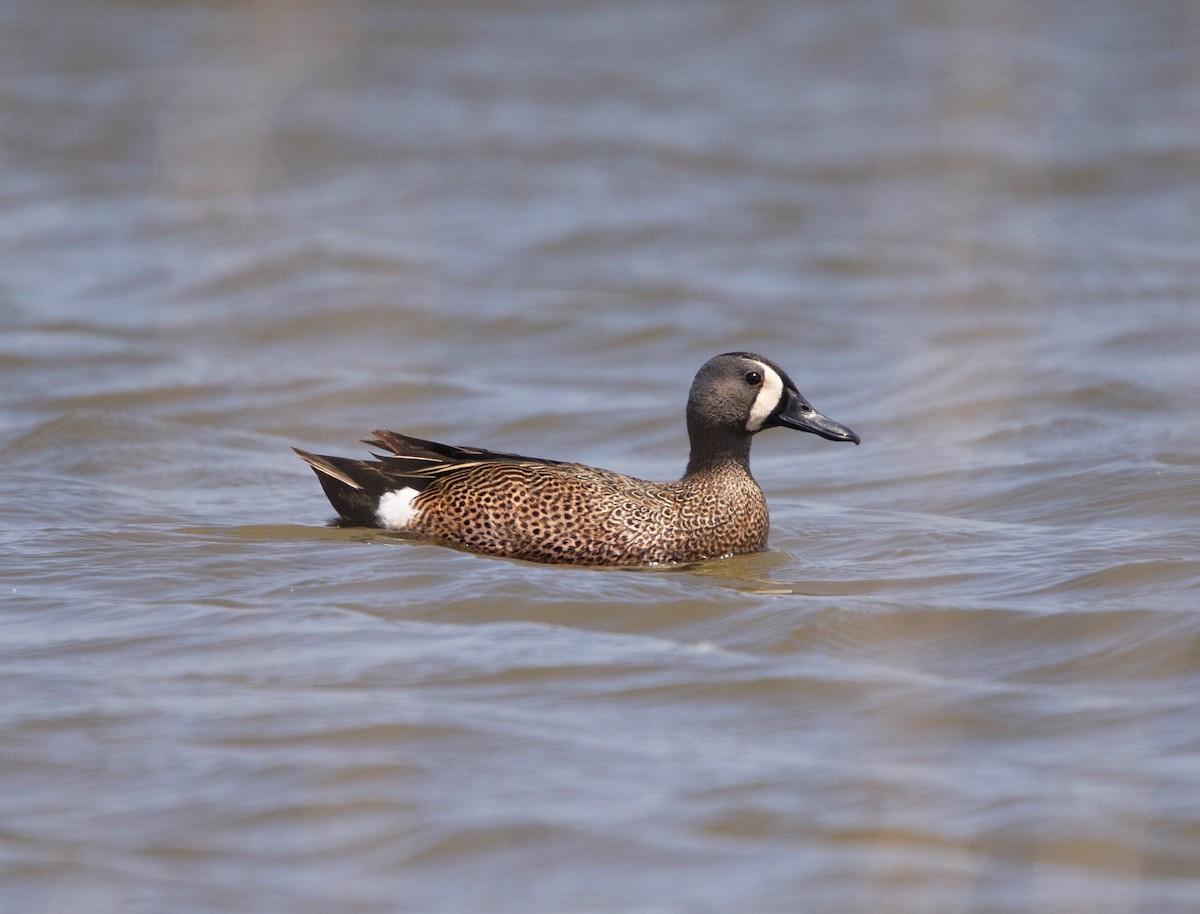Blue-winged Teal - ML619654503