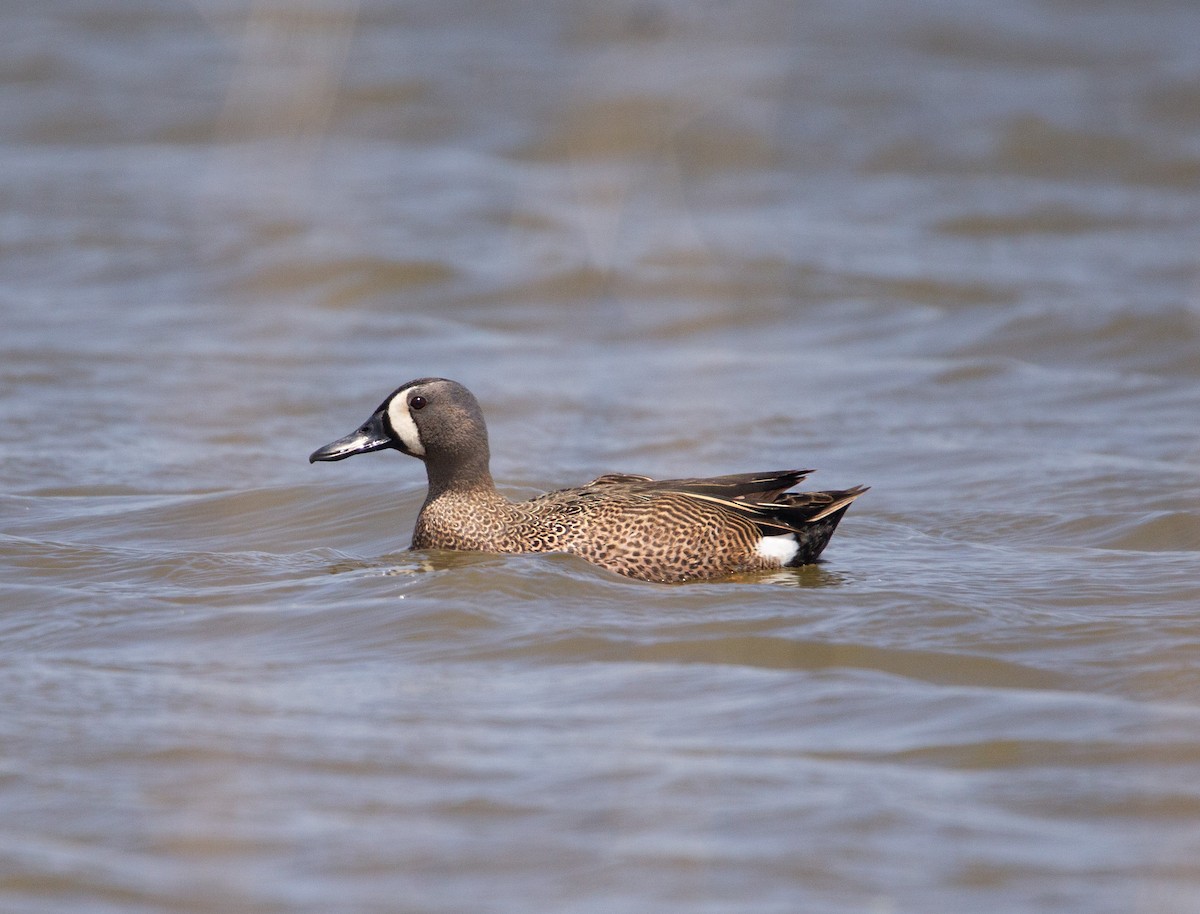 Blue-winged Teal - ML619654504