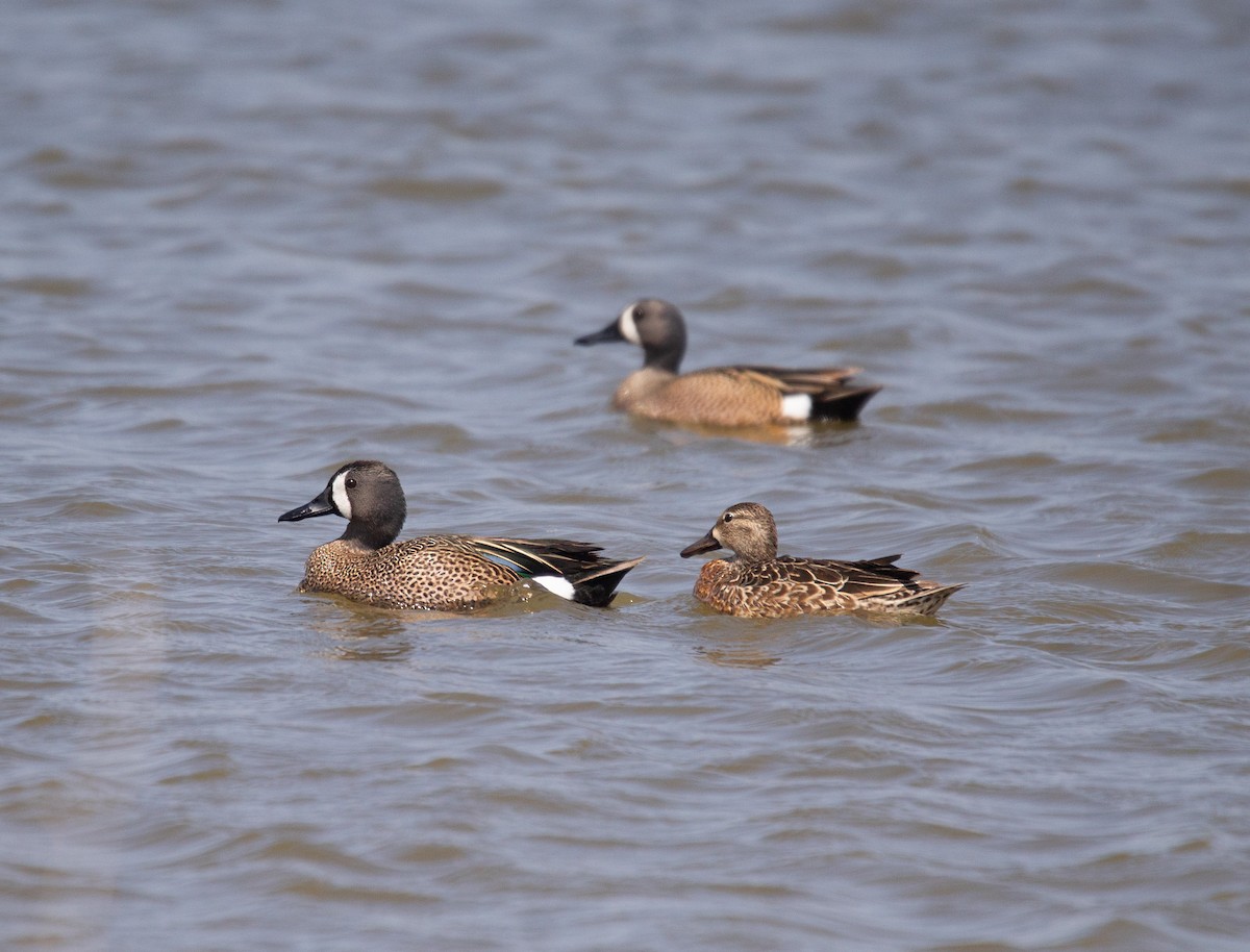 Blue-winged Teal - ML619654506