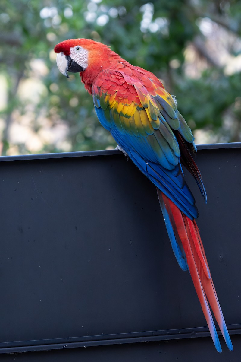 Scarlet Macaw - ML619654519