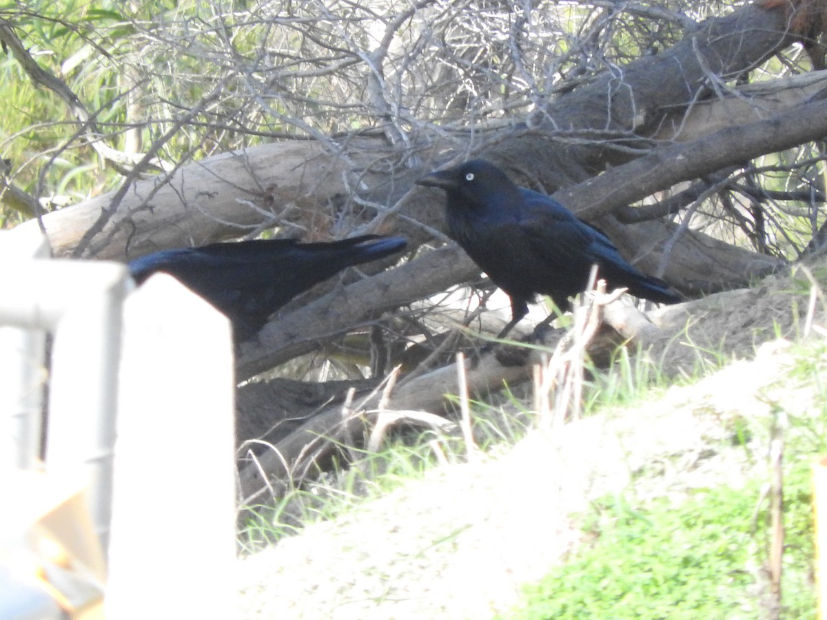 Australian Raven - ML619654536