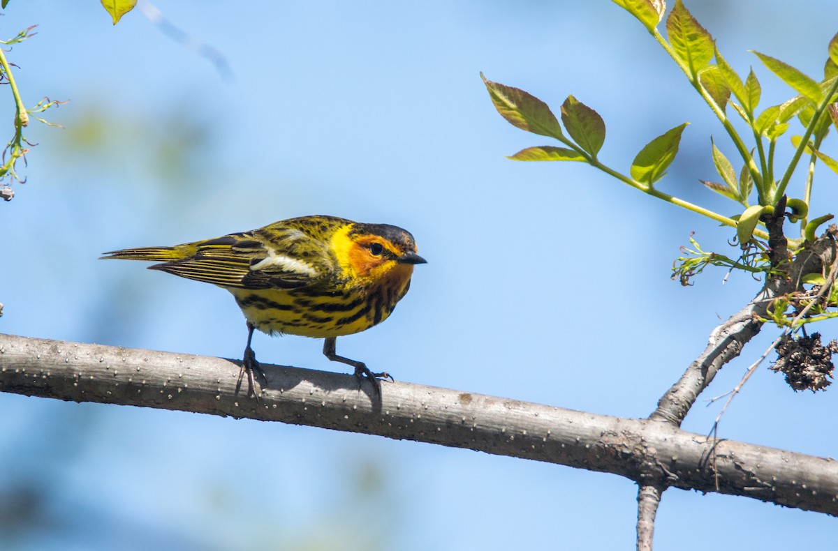 Cape May Warbler - ML619654589