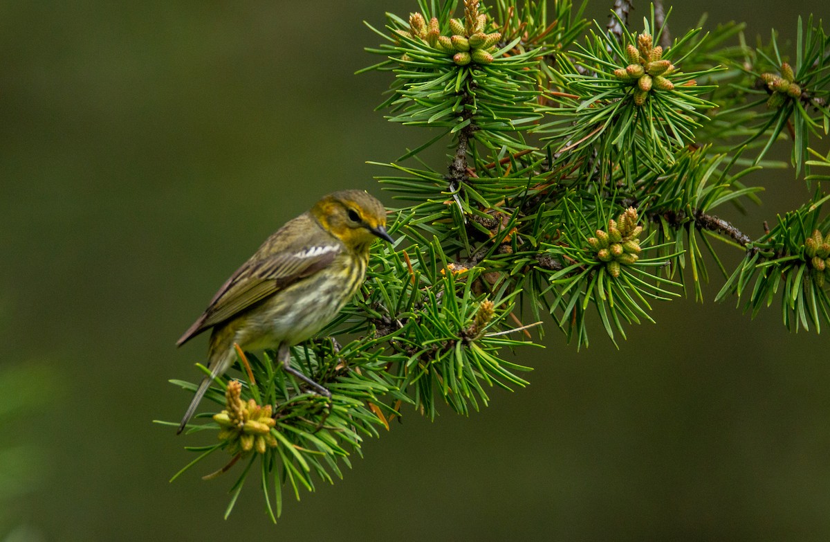 Cape May Warbler - ML619654590