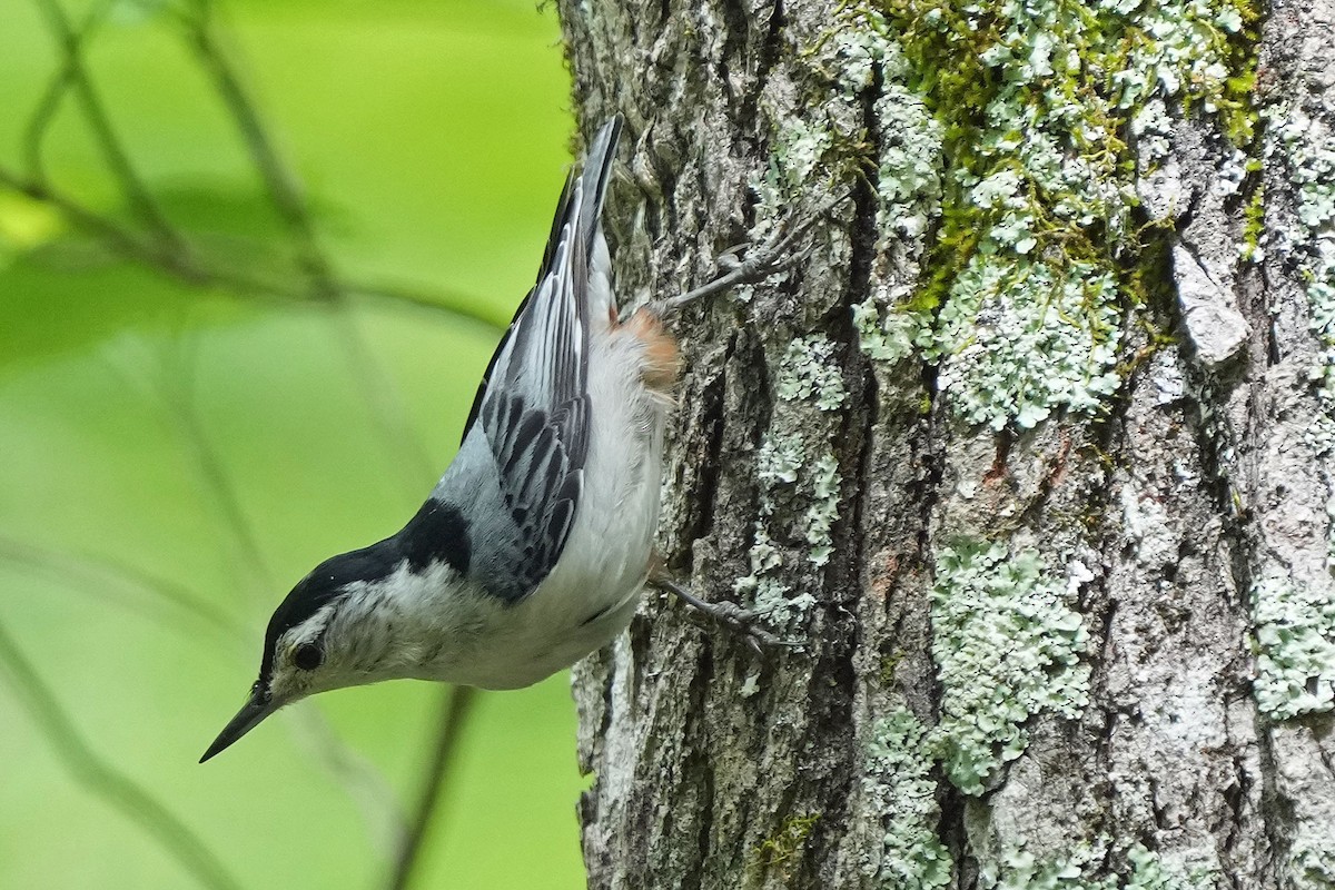 White-breasted Nuthatch (Eastern) - ML619654620