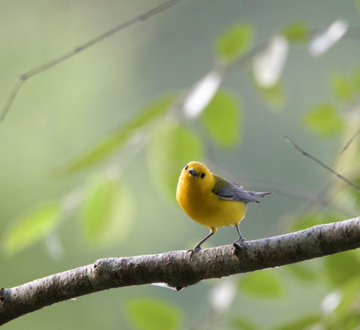 Prothonotary Warbler - ML619654745