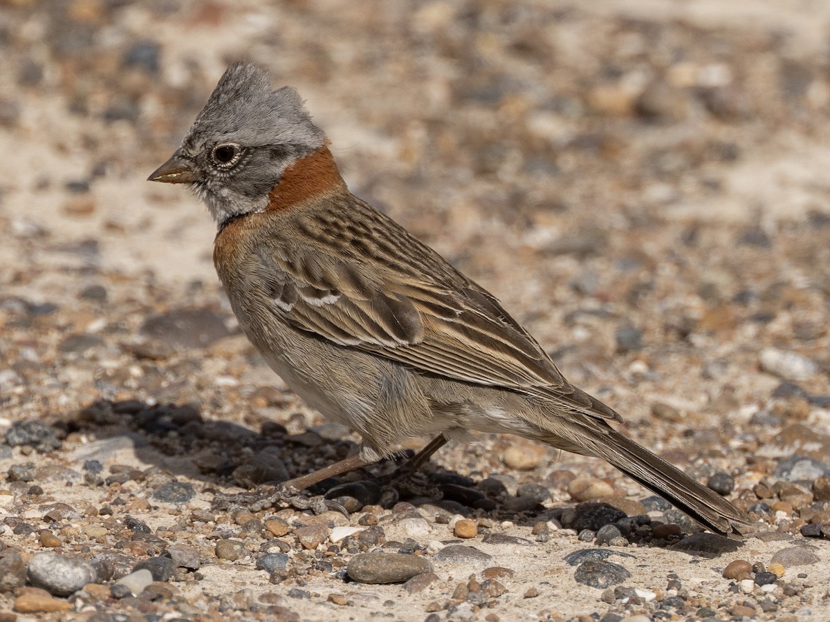 Rufous-collared Sparrow - ML619654798