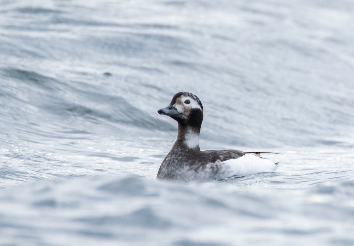 Long-tailed Duck - ML619654818