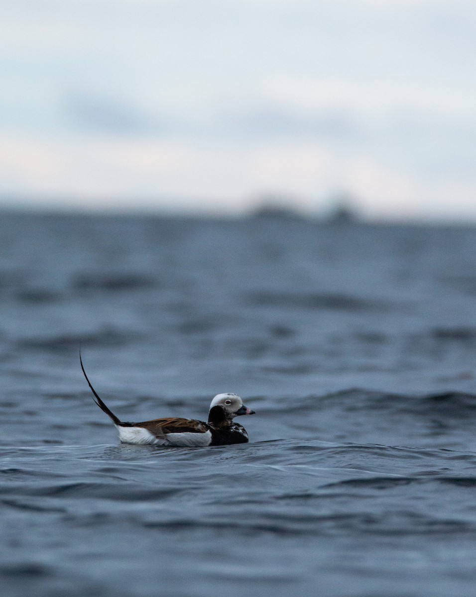 Long-tailed Duck - ML619654820