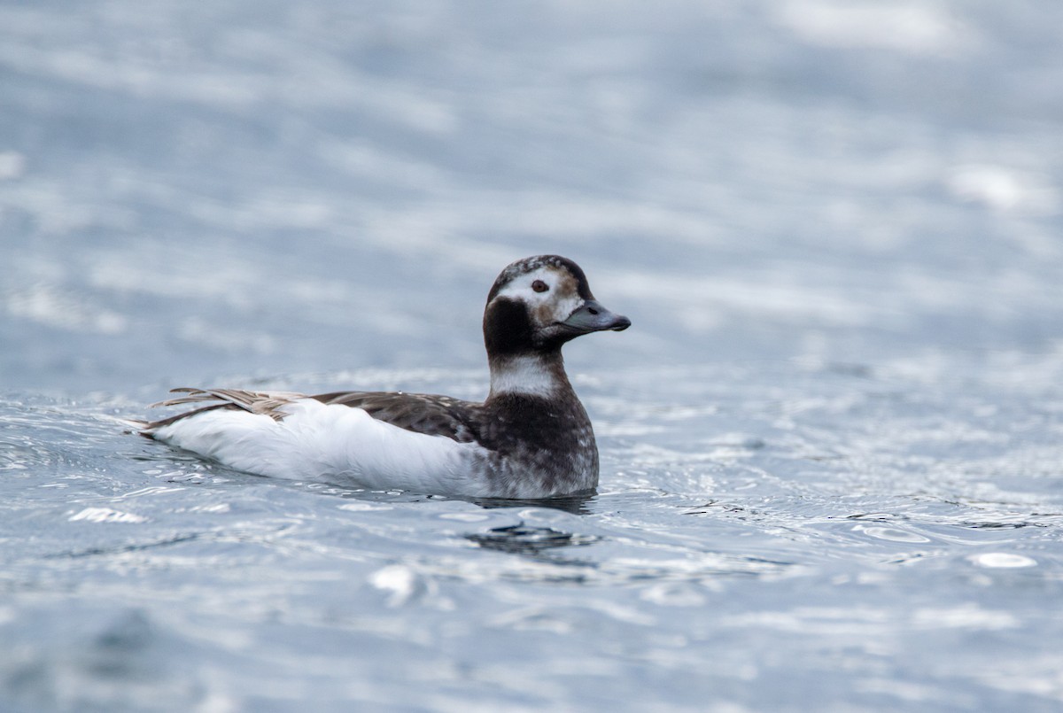 Long-tailed Duck - ML619654821