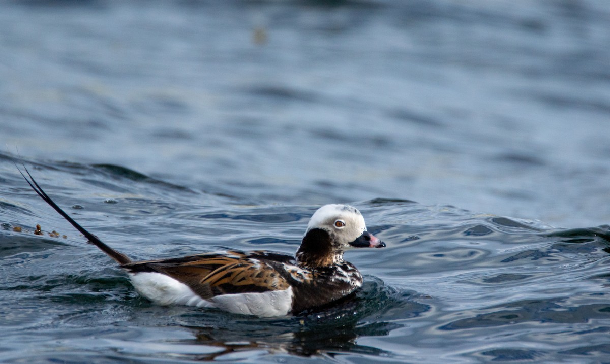 Long-tailed Duck - ML619654822