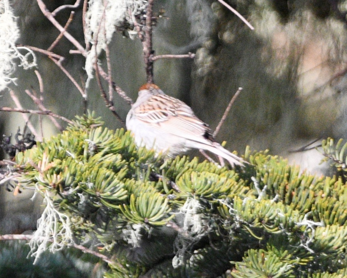 Chipping Sparrow - ML619654844