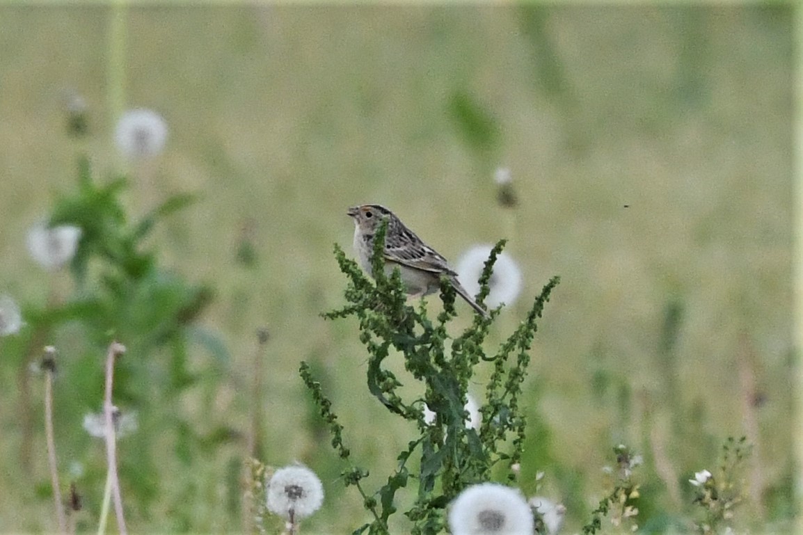 Grasshopper Sparrow - ML619654864