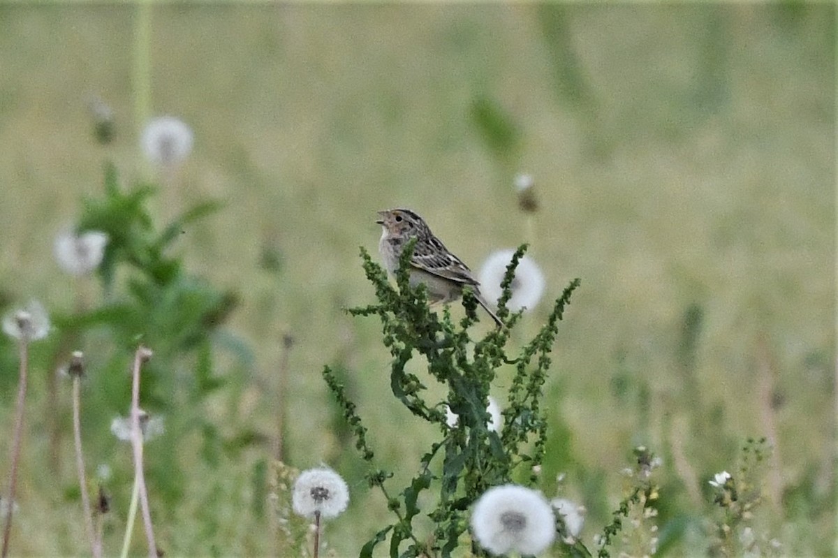Grasshopper Sparrow - ML619654865