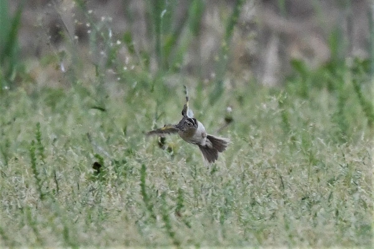 Grasshopper Sparrow - ML619654867