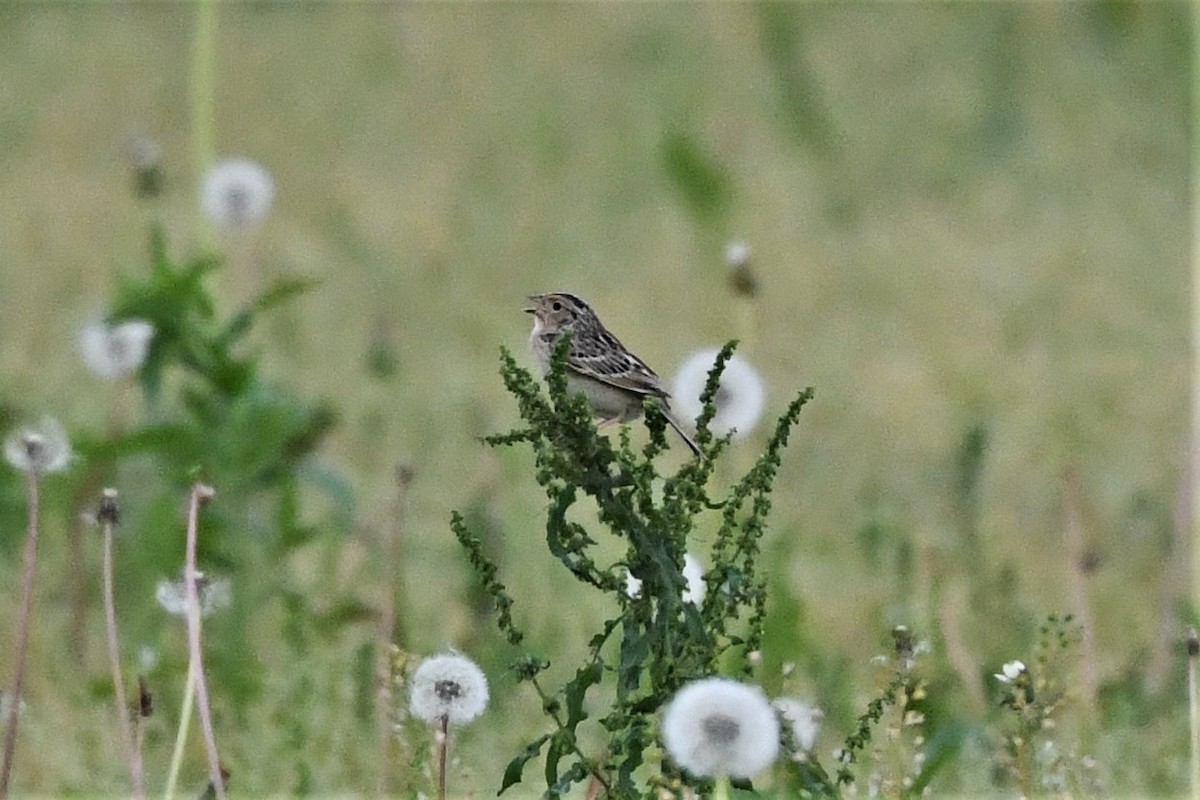 Grasshopper Sparrow - ML619654868