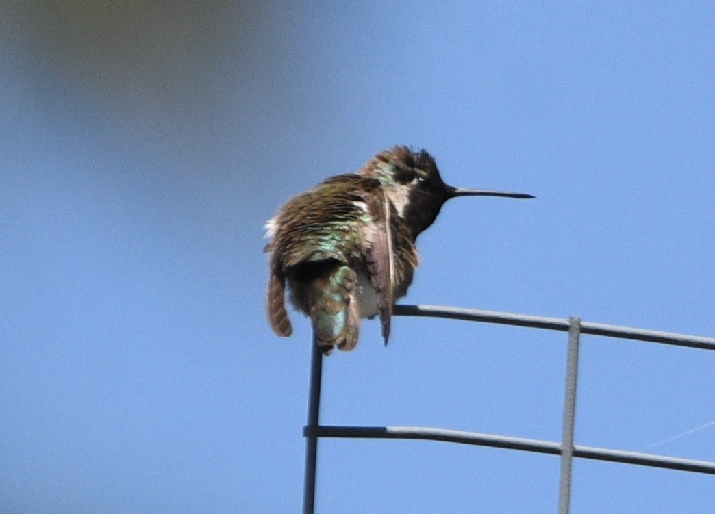 Costa's Hummingbird - ML619654901