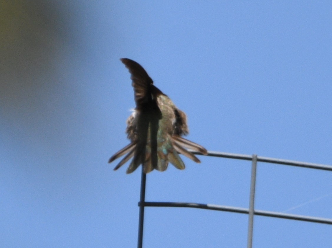 Costa's Hummingbird - ML619654907