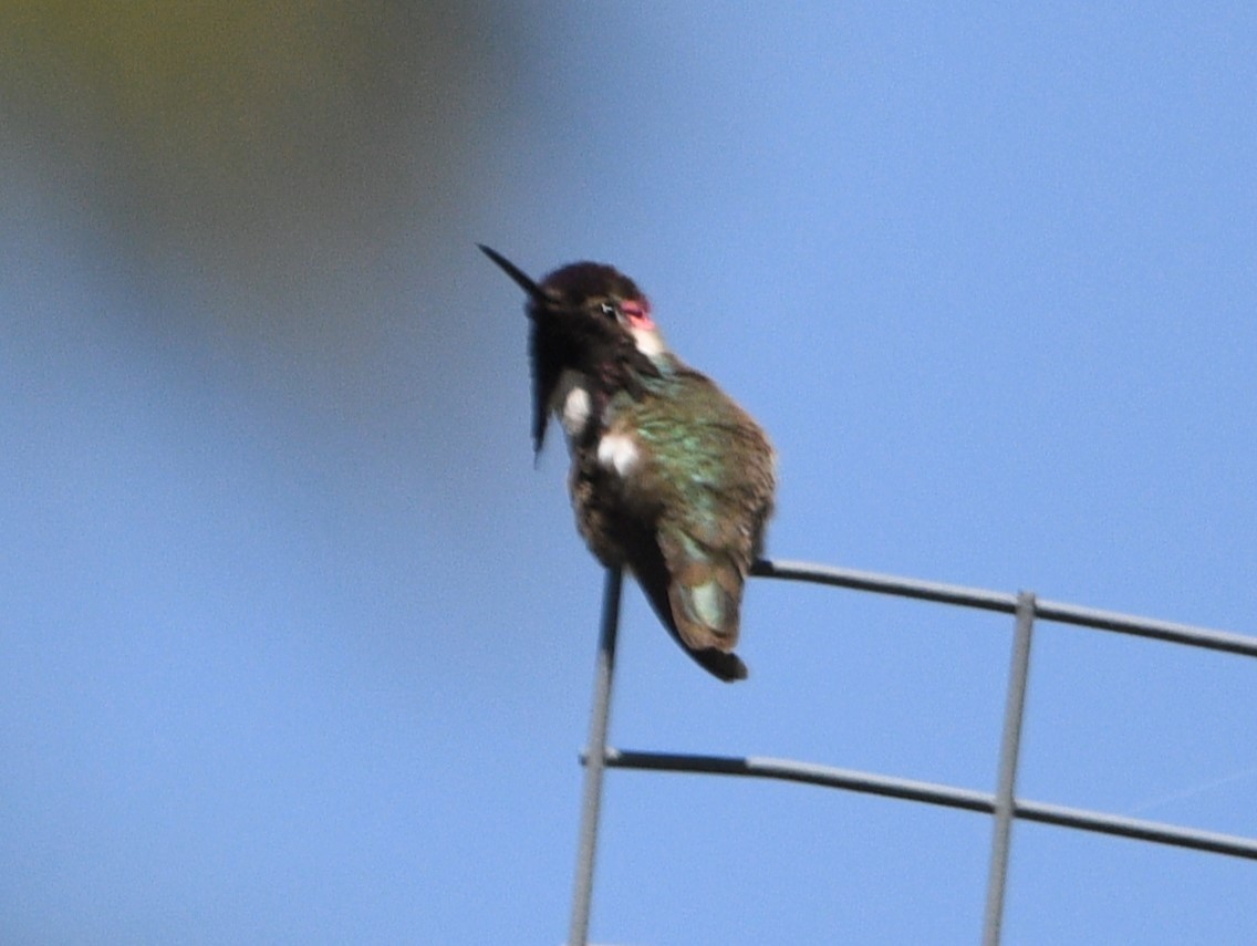 Costa's Hummingbird - ML619654910