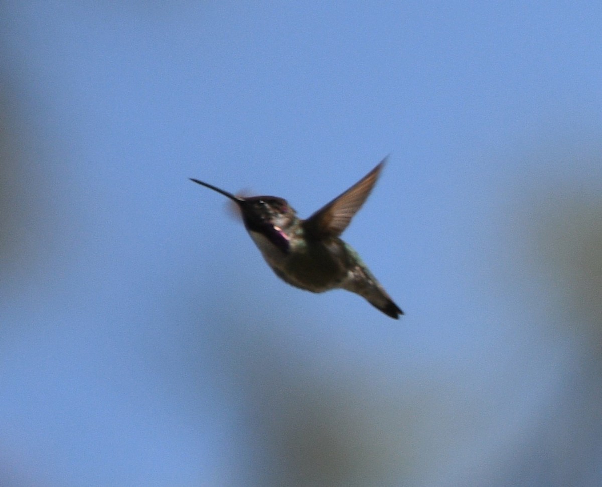 Costa's Hummingbird - ML619654912