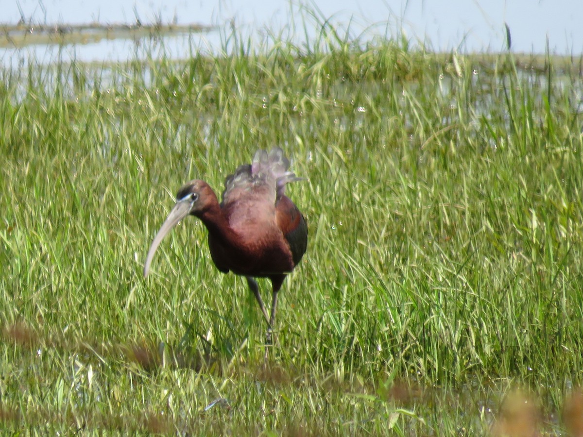 ibis hnědý - ML619654915
