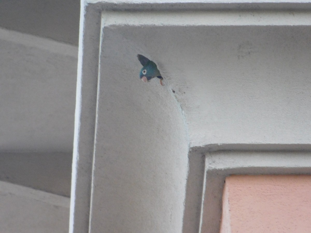 Blue-crowned Parakeet - ML619654937