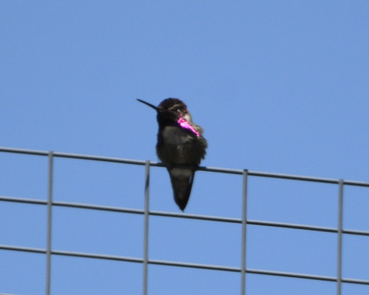 Costa's Hummingbird - ML619654942